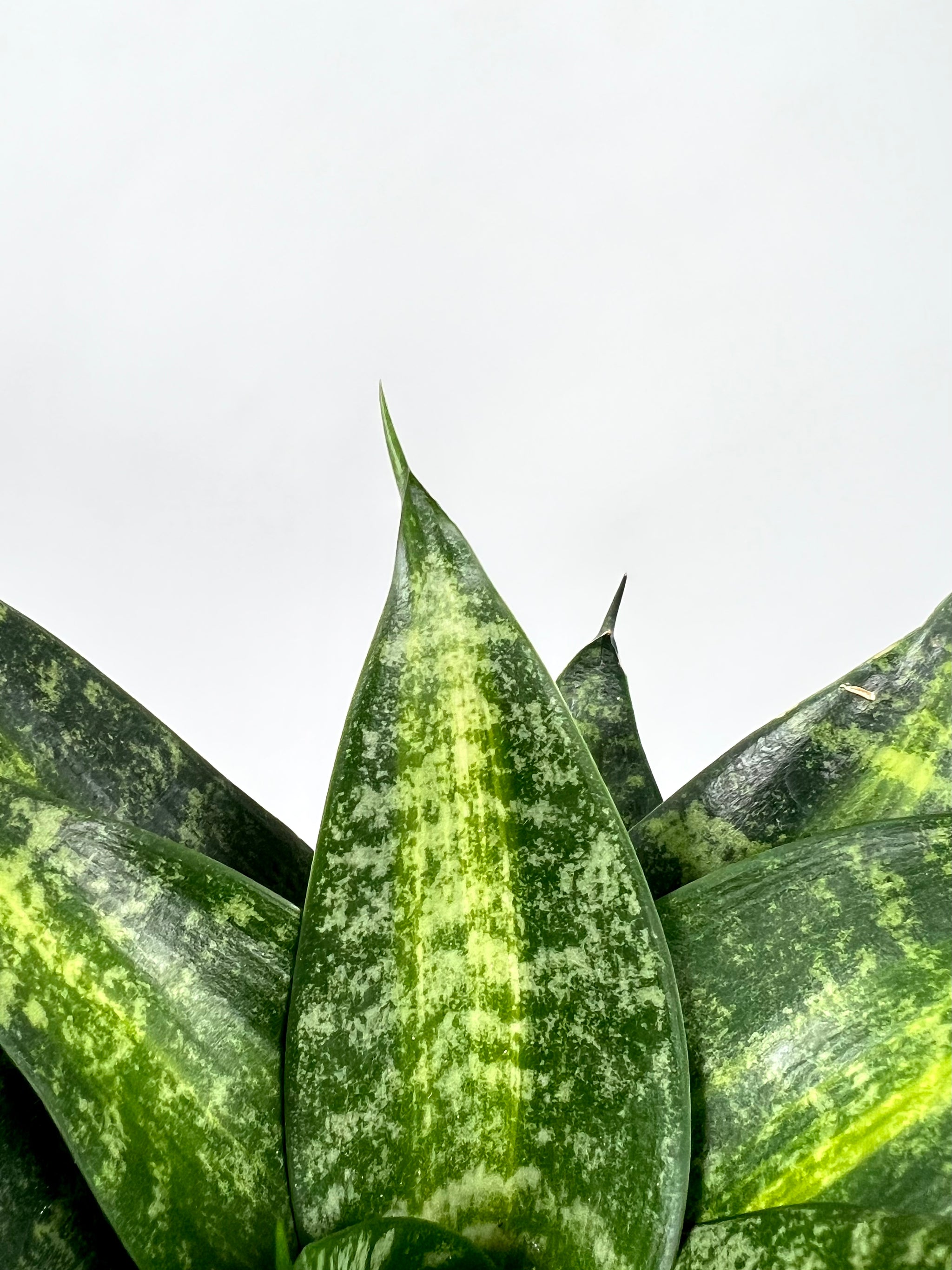sansevieria tiger star 4" Sansevieria Tiger Star – Plant Decor Shop